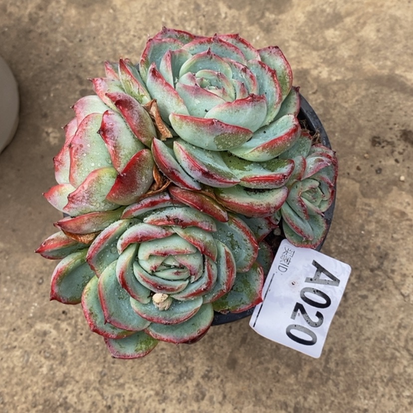 【闪购商品】珠***⊙多肉植物