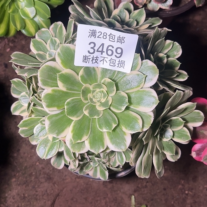 3469迈巴赫多肉植物