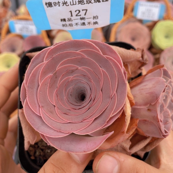 山地玫瑰127裸根发货不售后