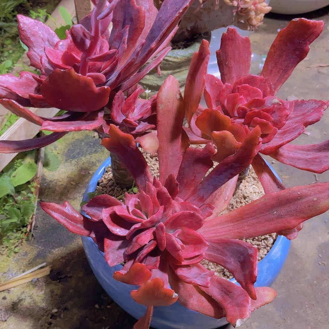 多肉老桩多肉老桩