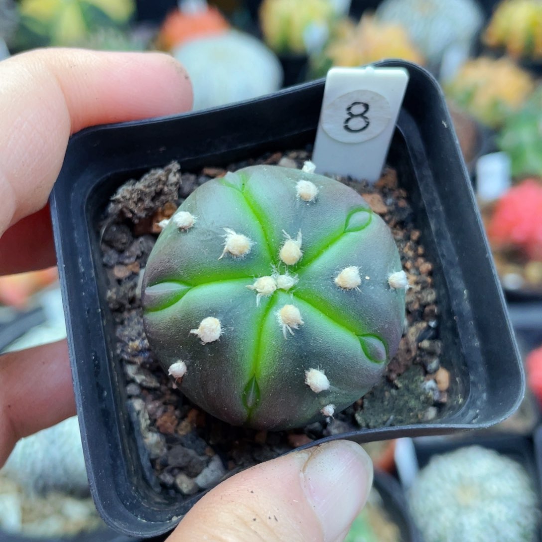 盆5公分满25包邮裸根发货