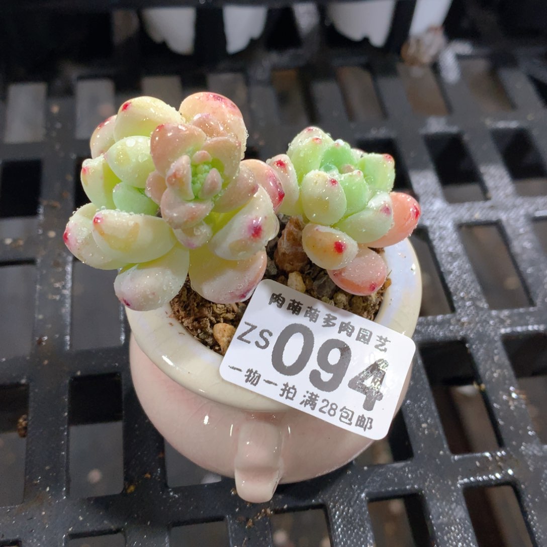 肉萌萌拇指盆精控多肉ZS094