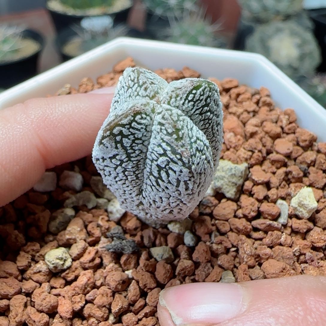 实生v字恩冢多肉