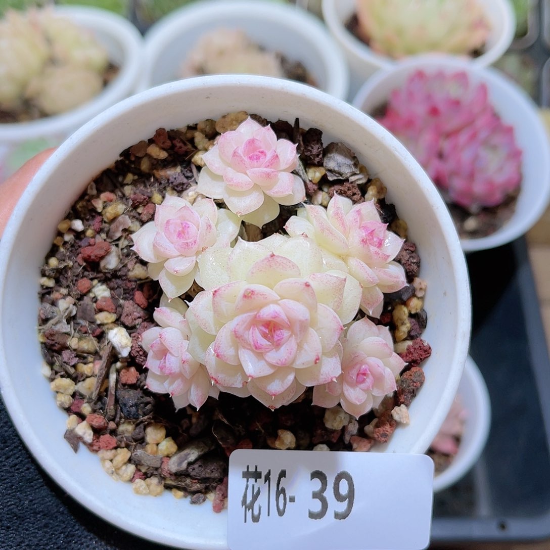 花16-39白天鹅群生