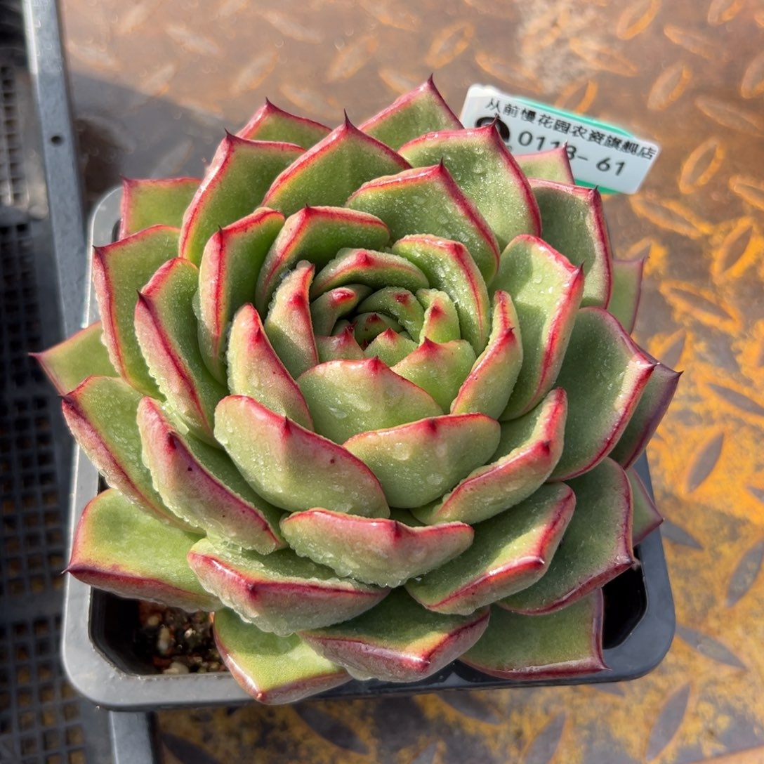 多肉一物一拍0113.61