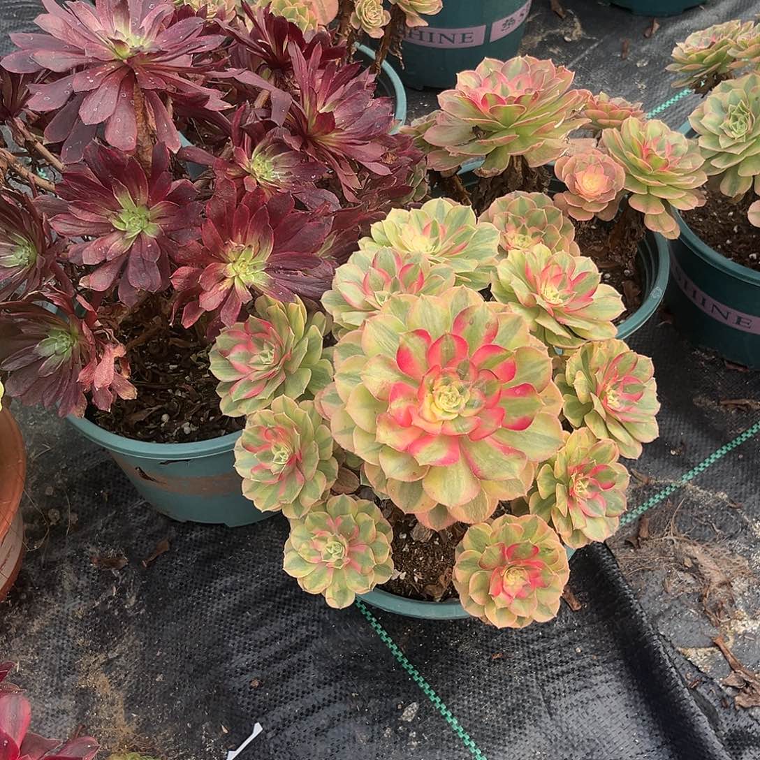 16万白法师多破植物