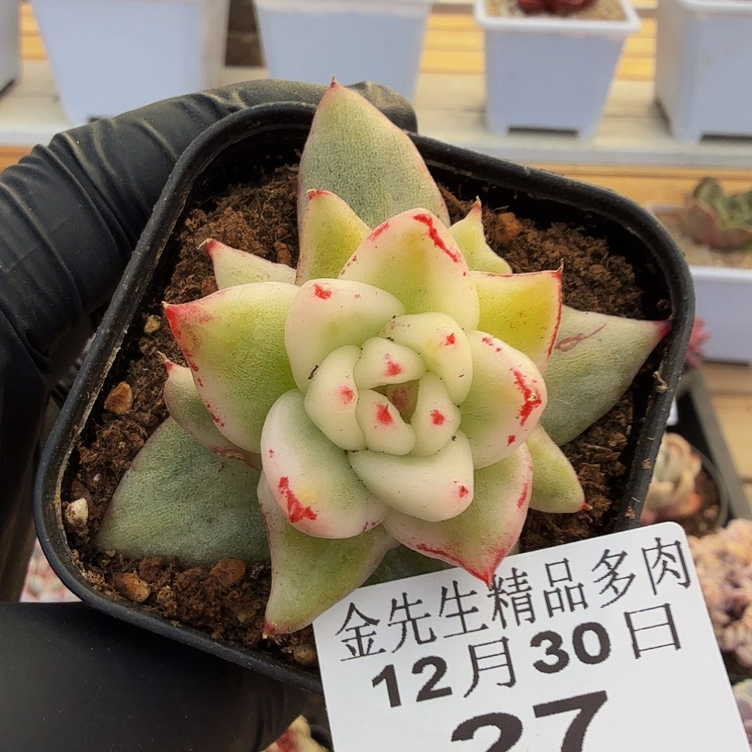 1230-27透明珍妮锦福利