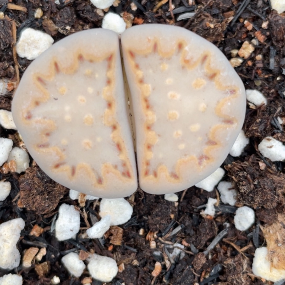 非偏远满20包邮094