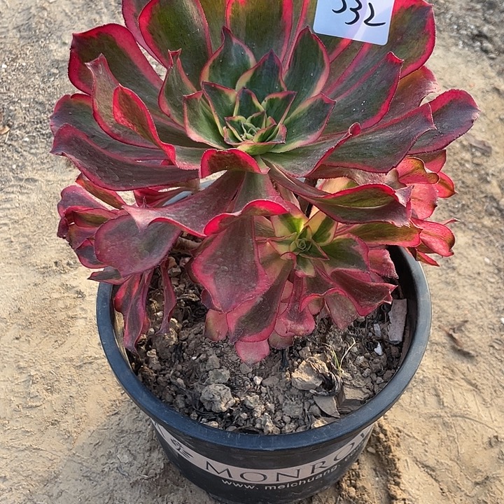 法师植物魅影法师532