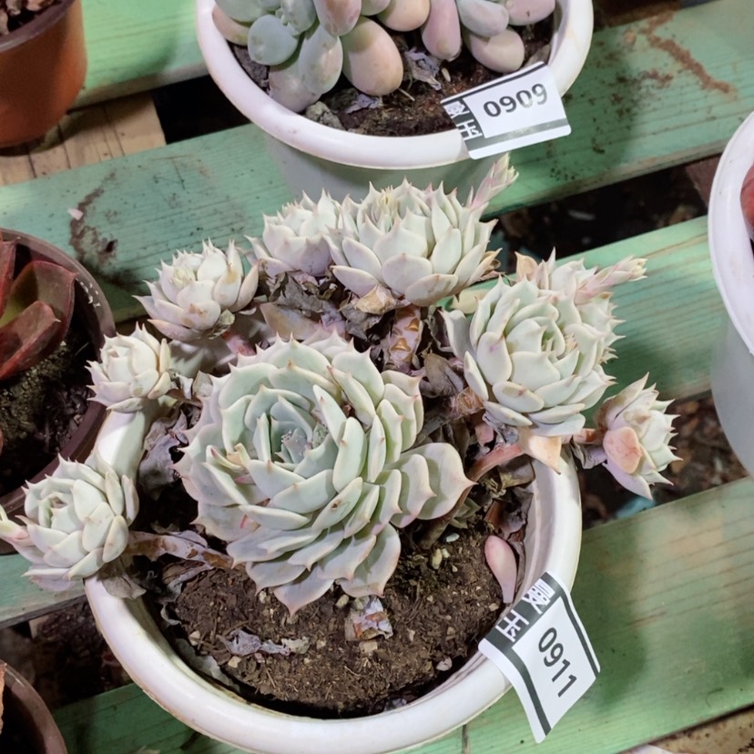 【闪购商品】露娜莲0911