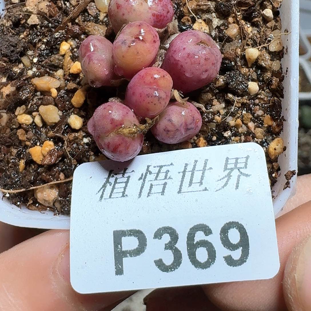 369号多肉植物哇f fb b