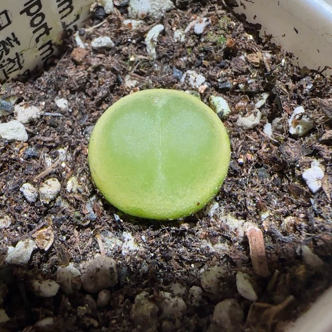 肉锥多肉植物百科-.19拉登1173