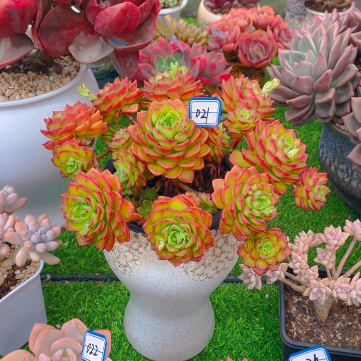 谢谢你的支持00000021