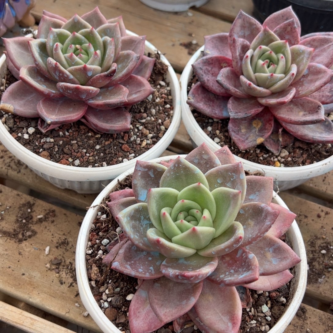 多肉植物香槟三个