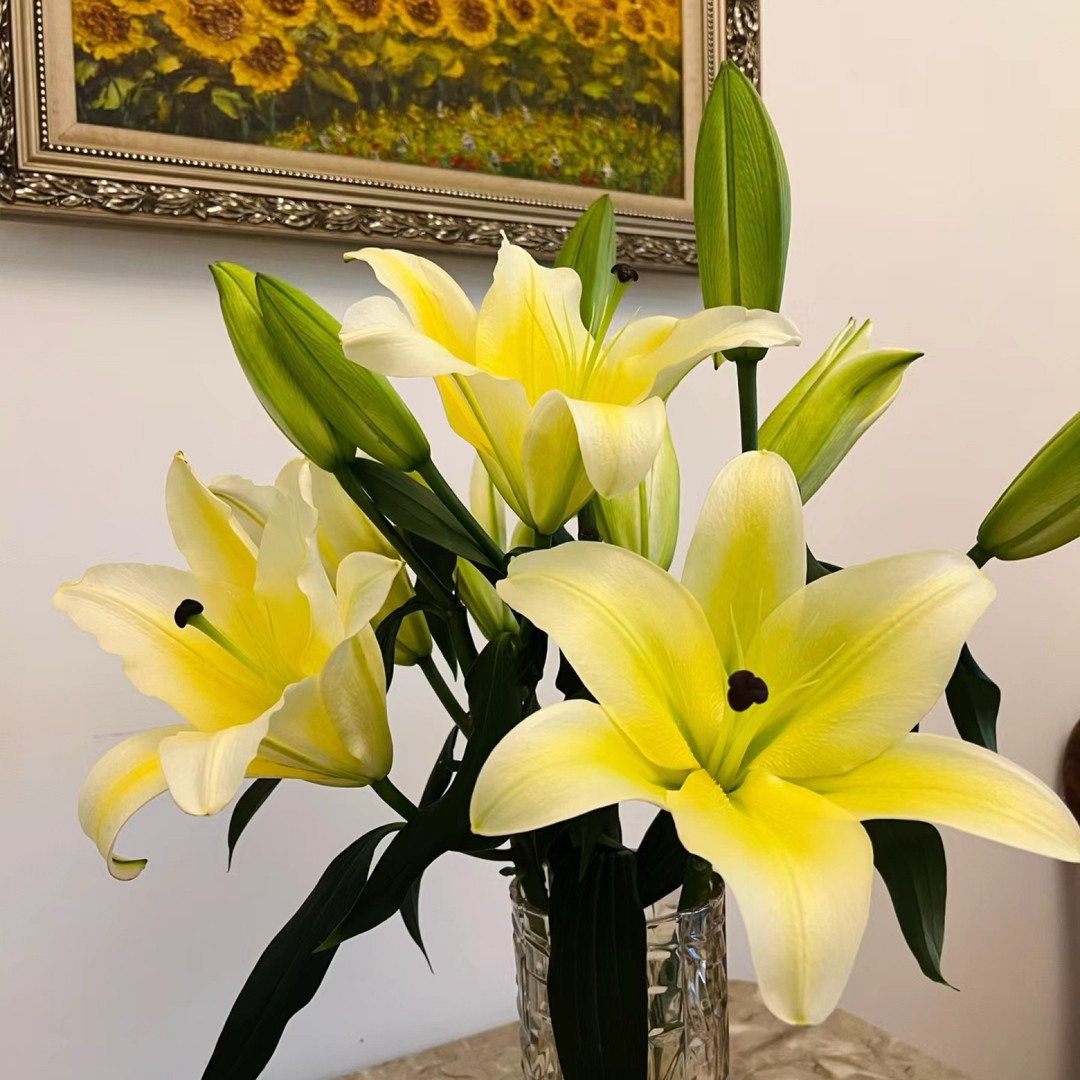 黄天霸百合云南昆明基地直发黄色香水百合鲜花水养家用插花