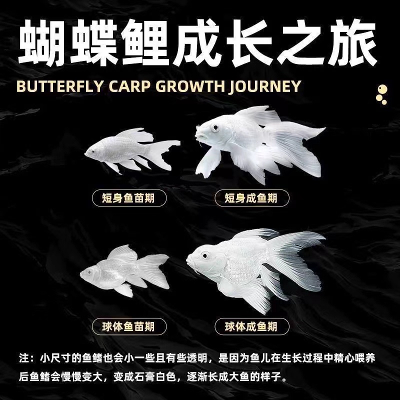 黑白红混搭配色链接大尾观赏鱼冷水好养混养养殖发货