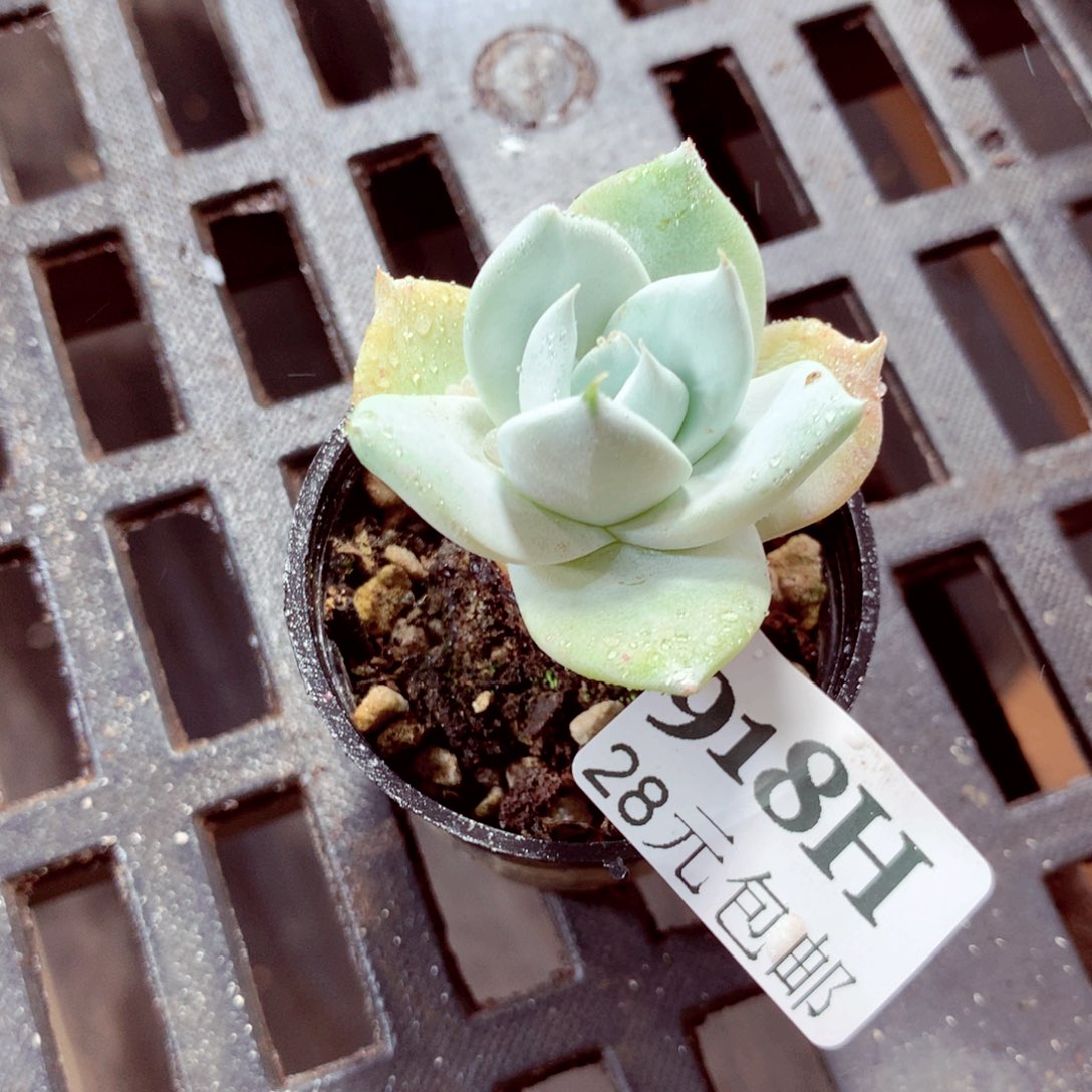 5厘米盆精控多肉918