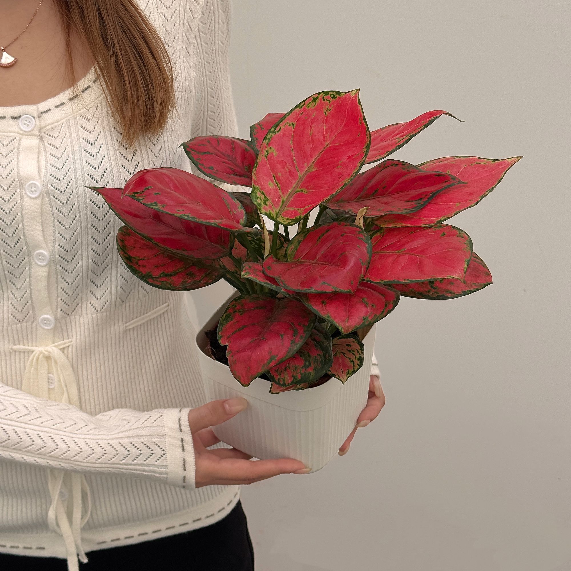 吉利红中国红桌面盆栽室内绿植吸甲醛净化空气好养如意皇后