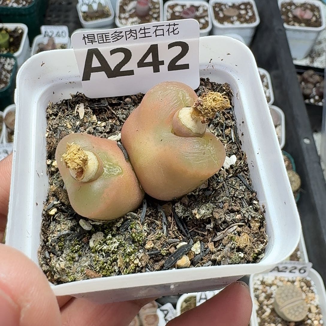 242多肉植物多肉植物