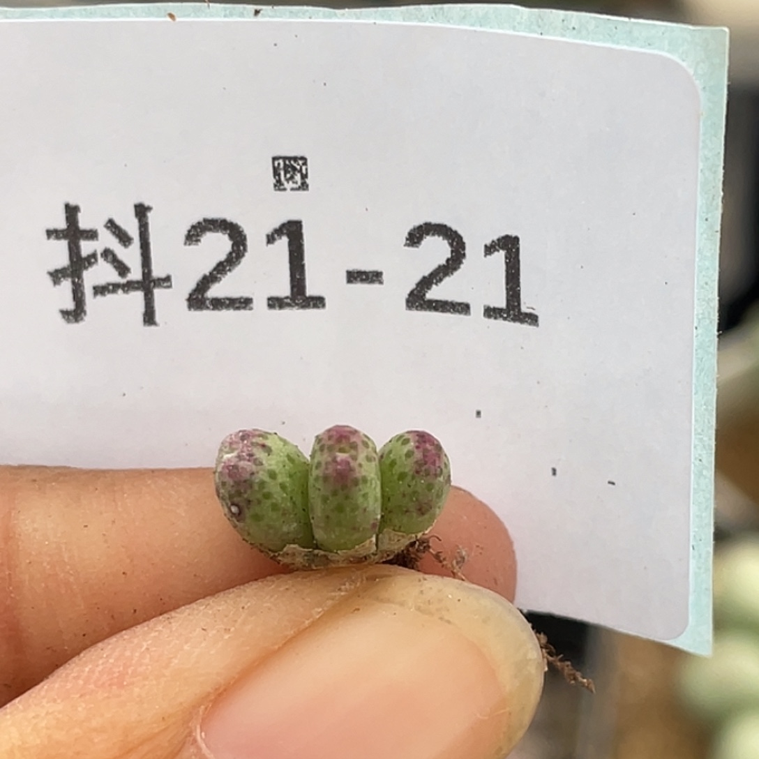 21-21草莓斑马肉锥