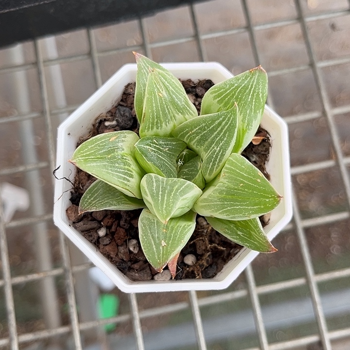 当前无花朵，栽培后可花朵