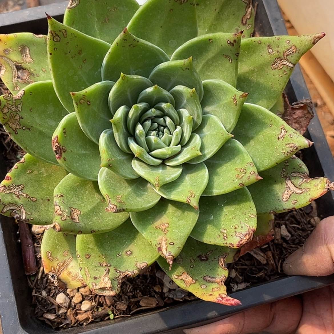 【闪购商品】坎代杂拇指