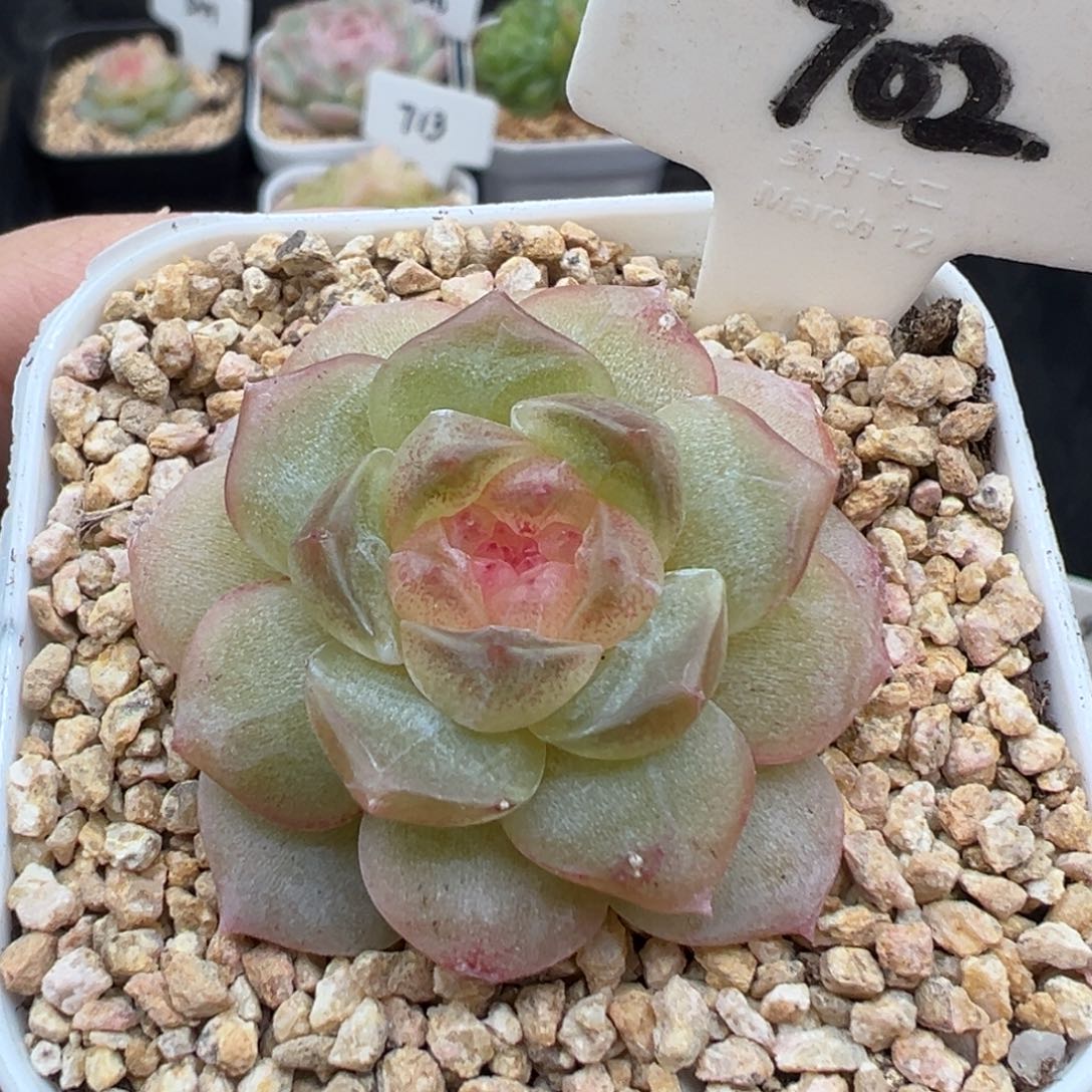 702号无尽灯 晗雨多肉