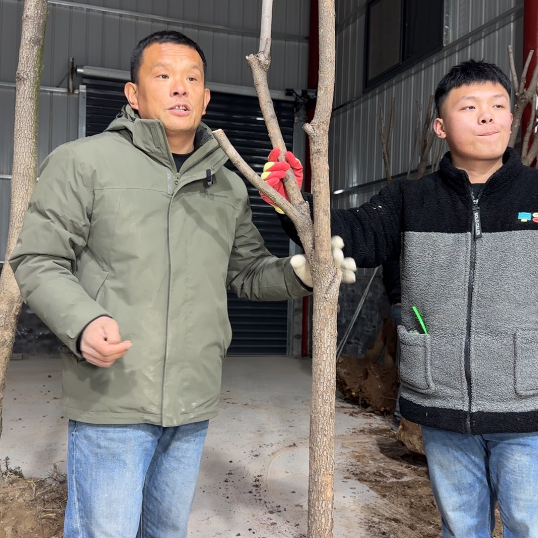 愈***痕无花朵柿子树111111