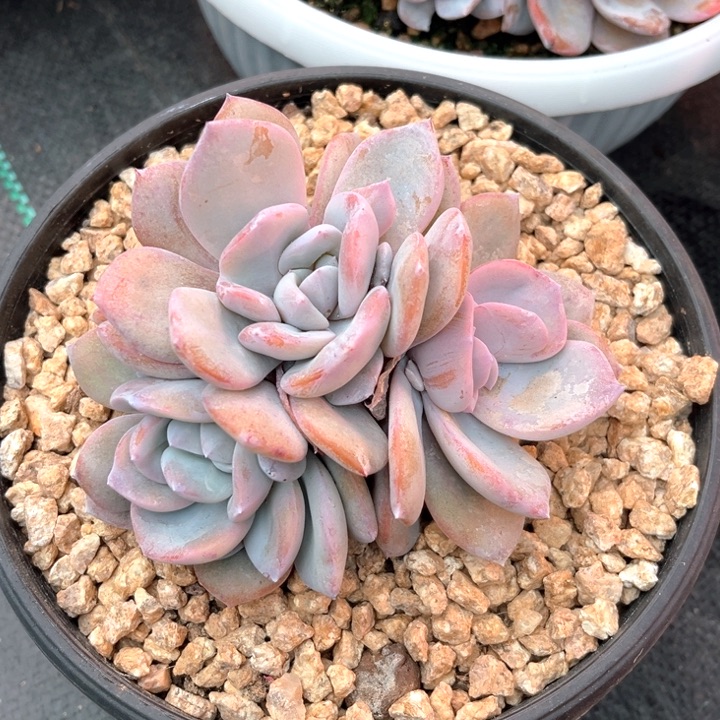 奶茶13号码牌子的话题了解