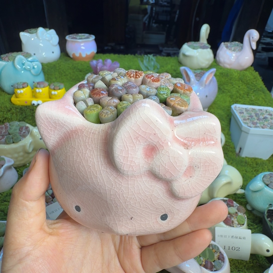 王***～多肉植物开播福利冲1129