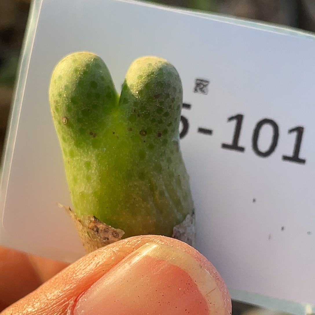 25-101斑马955d肉锥