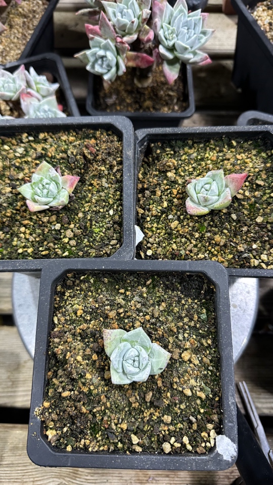 流丹白豪苹果叶呀