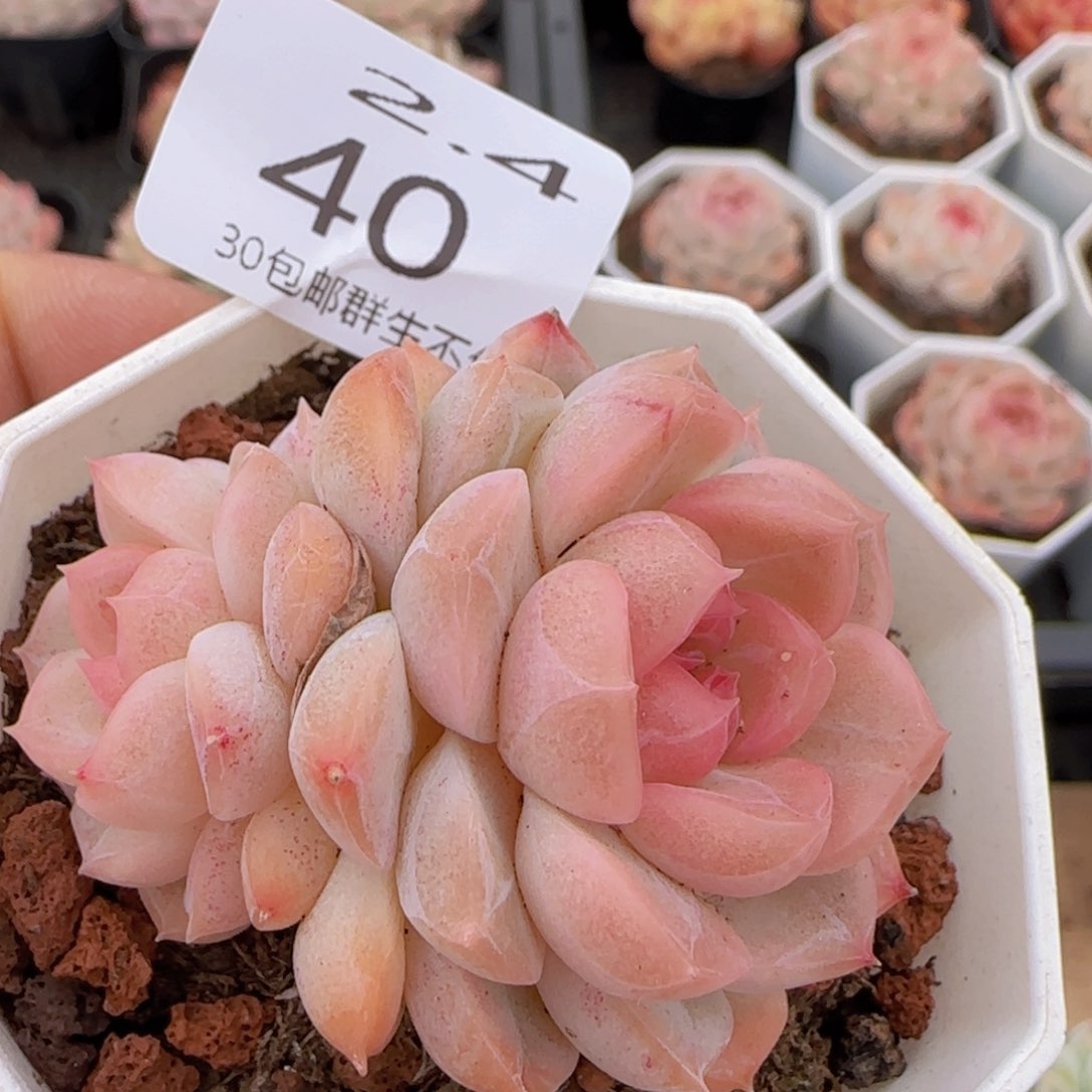 珍妮双头一颗脱土发货 