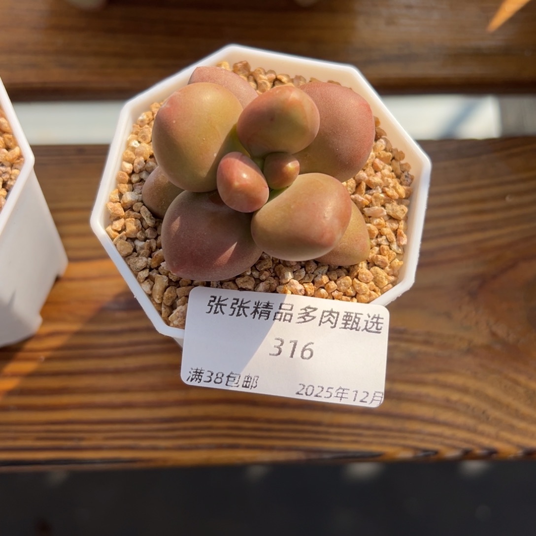 张张精品多肉甄选316