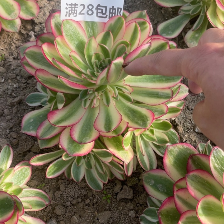 743二号棚荔枝多肉植物O