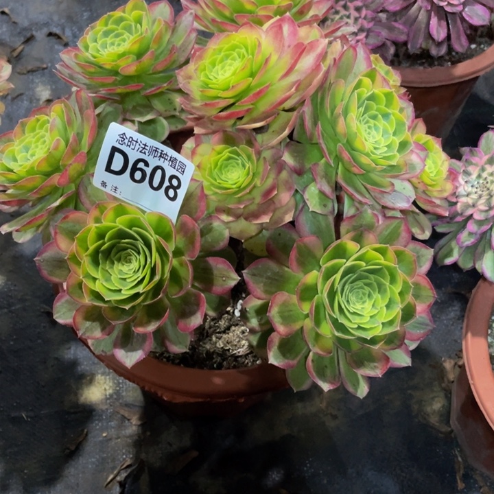 妮****)608奶白111111多肉