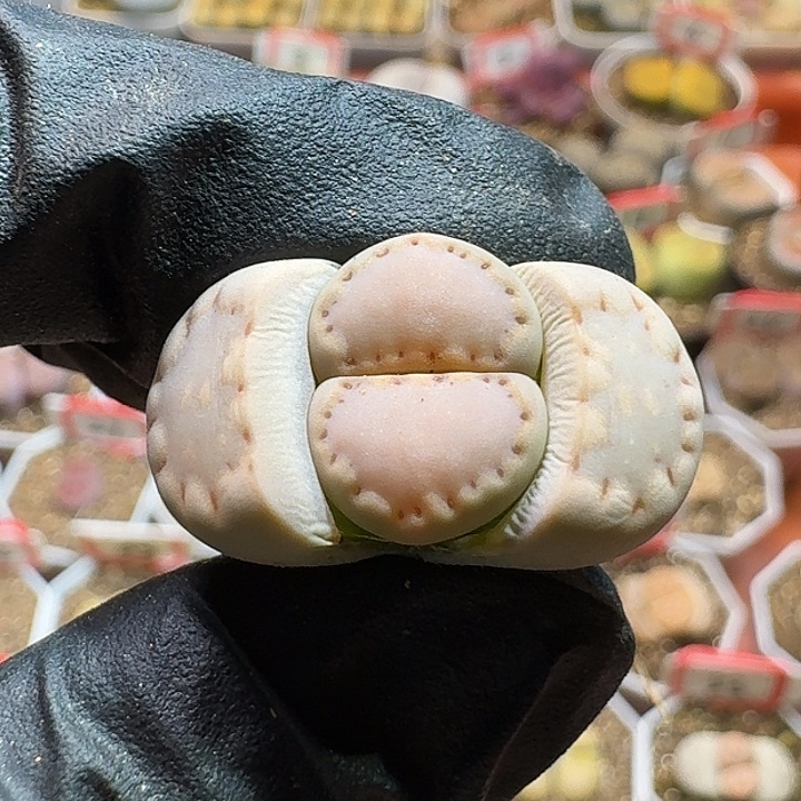 生石花2222/：：/。  125