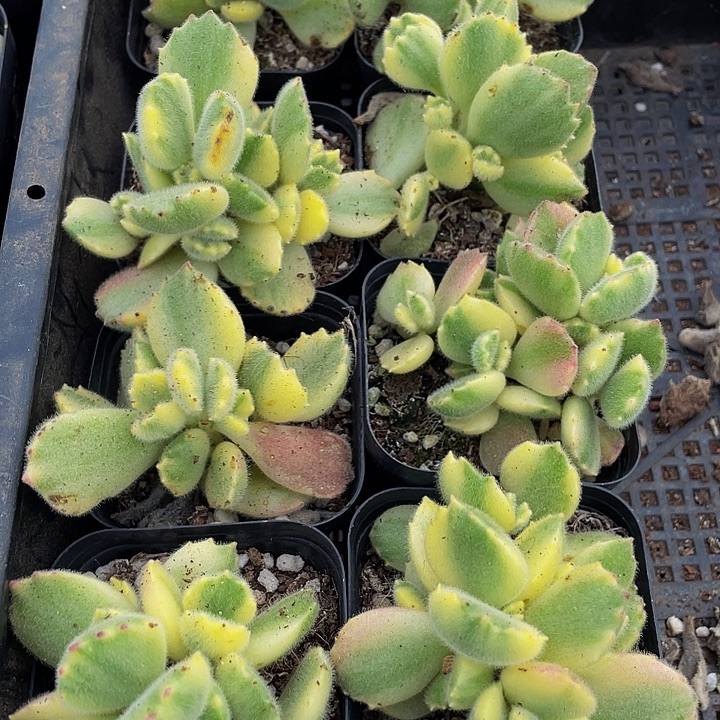 白熊3.8带盆土发货