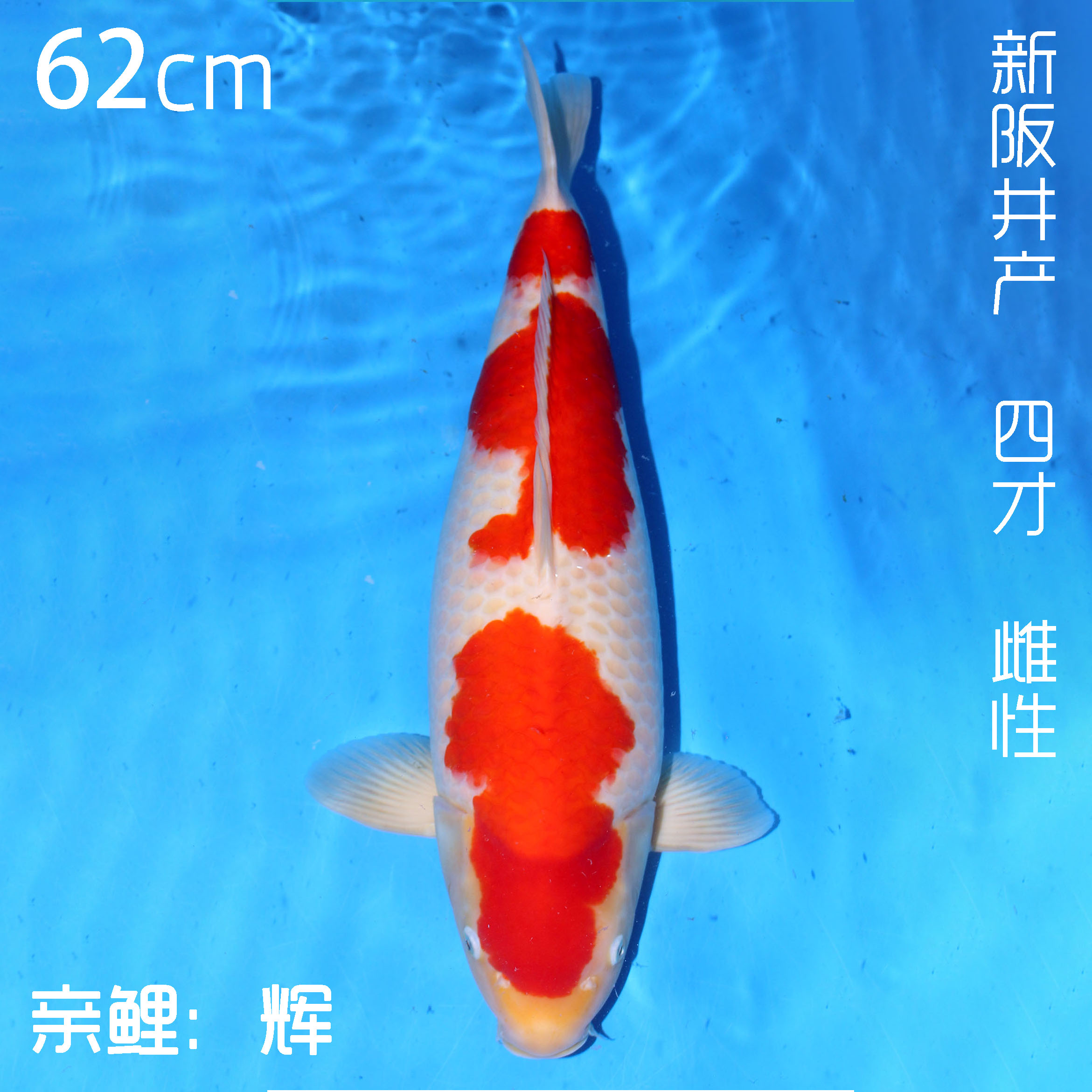新阪井产 62cm 雌性 亲鲤：辉 不包邮