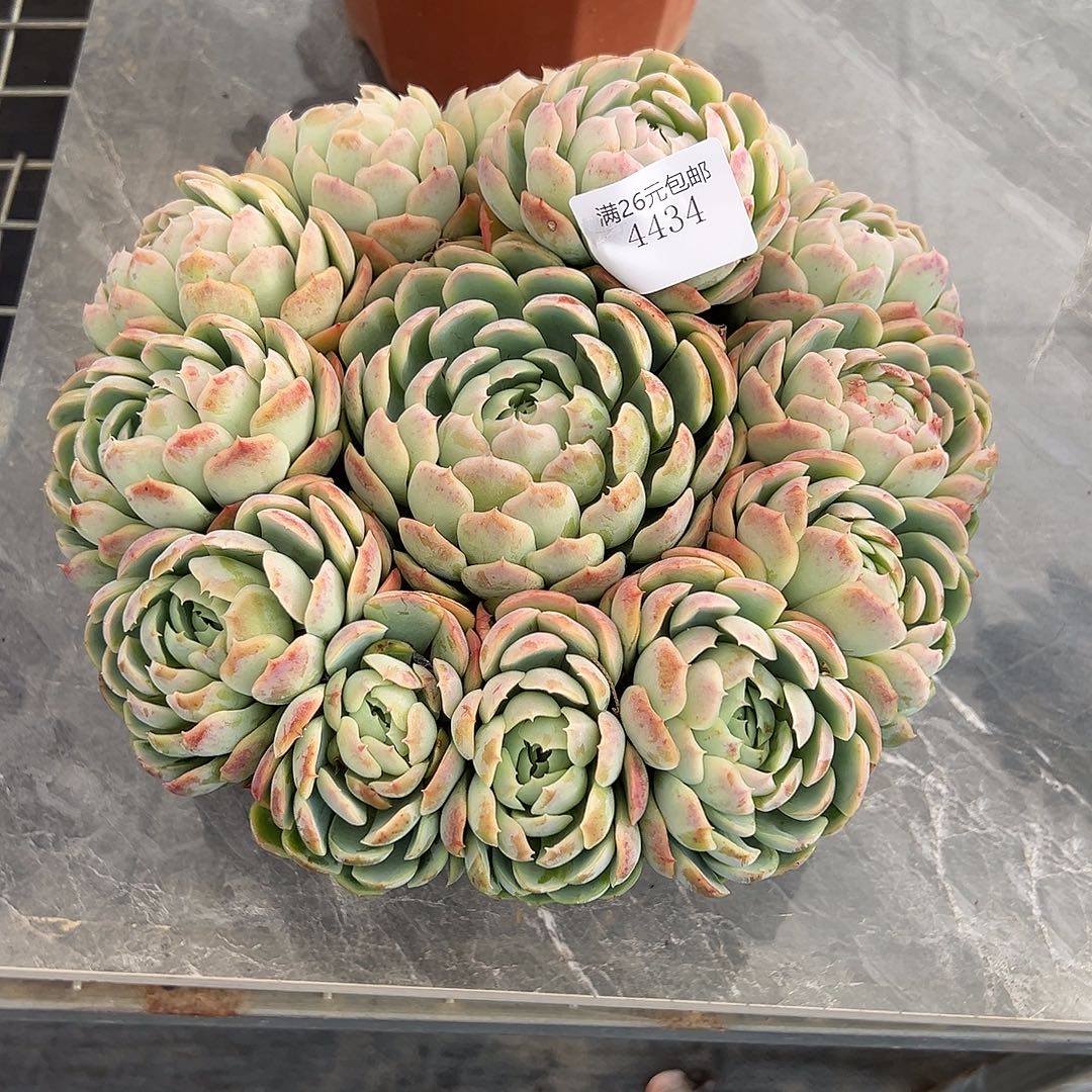 花***）4434贝瑞多肉植物