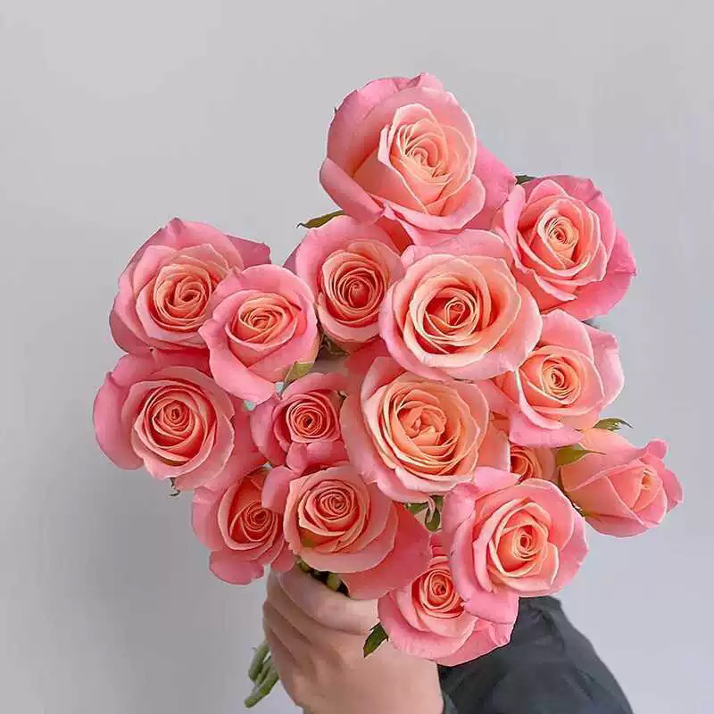 优选姐玫瑰花大苗盆栽朱小姐阳台花园橘粉L色花朵耐开有质感月季.