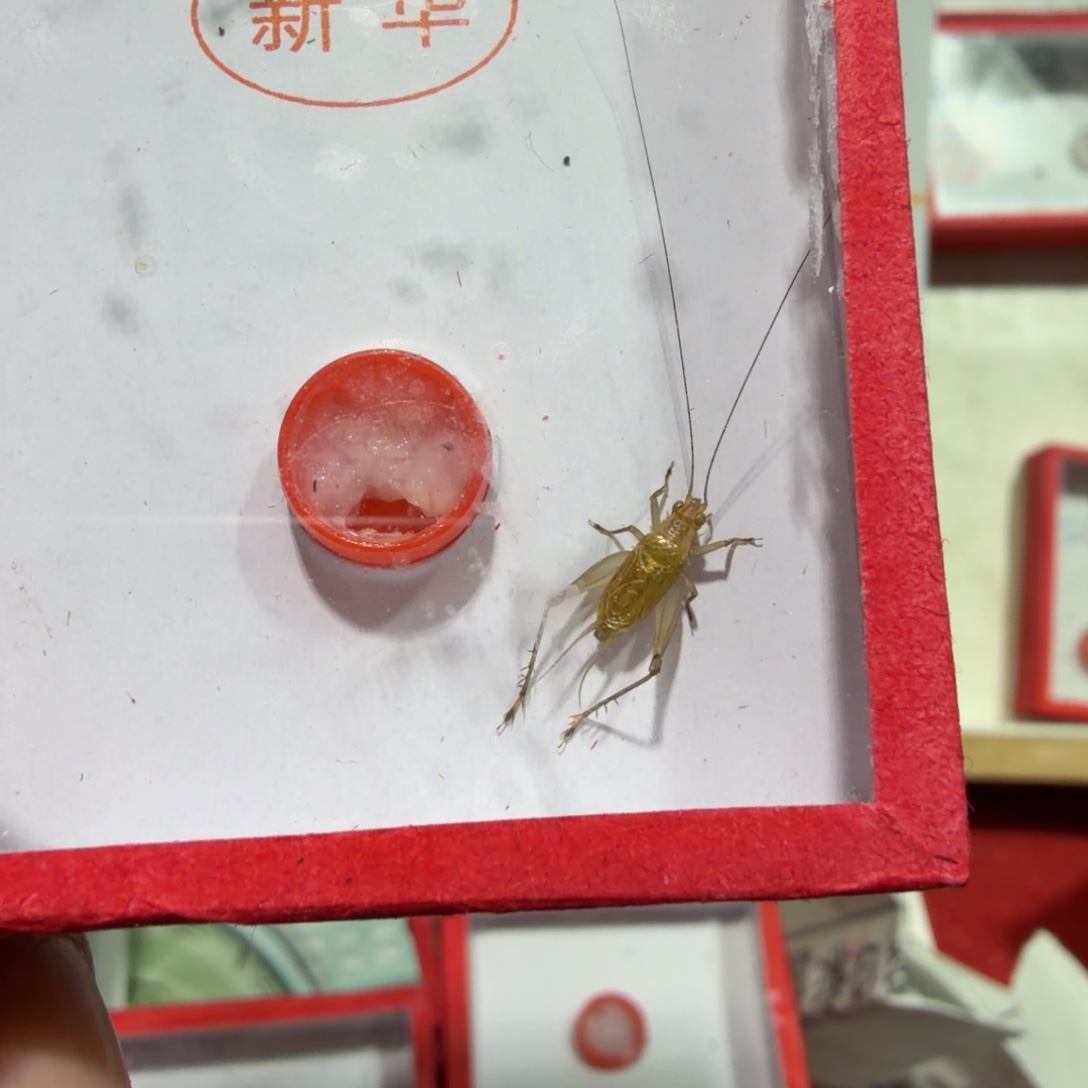 明***楼蟋蟀新华冬黄蛉短须