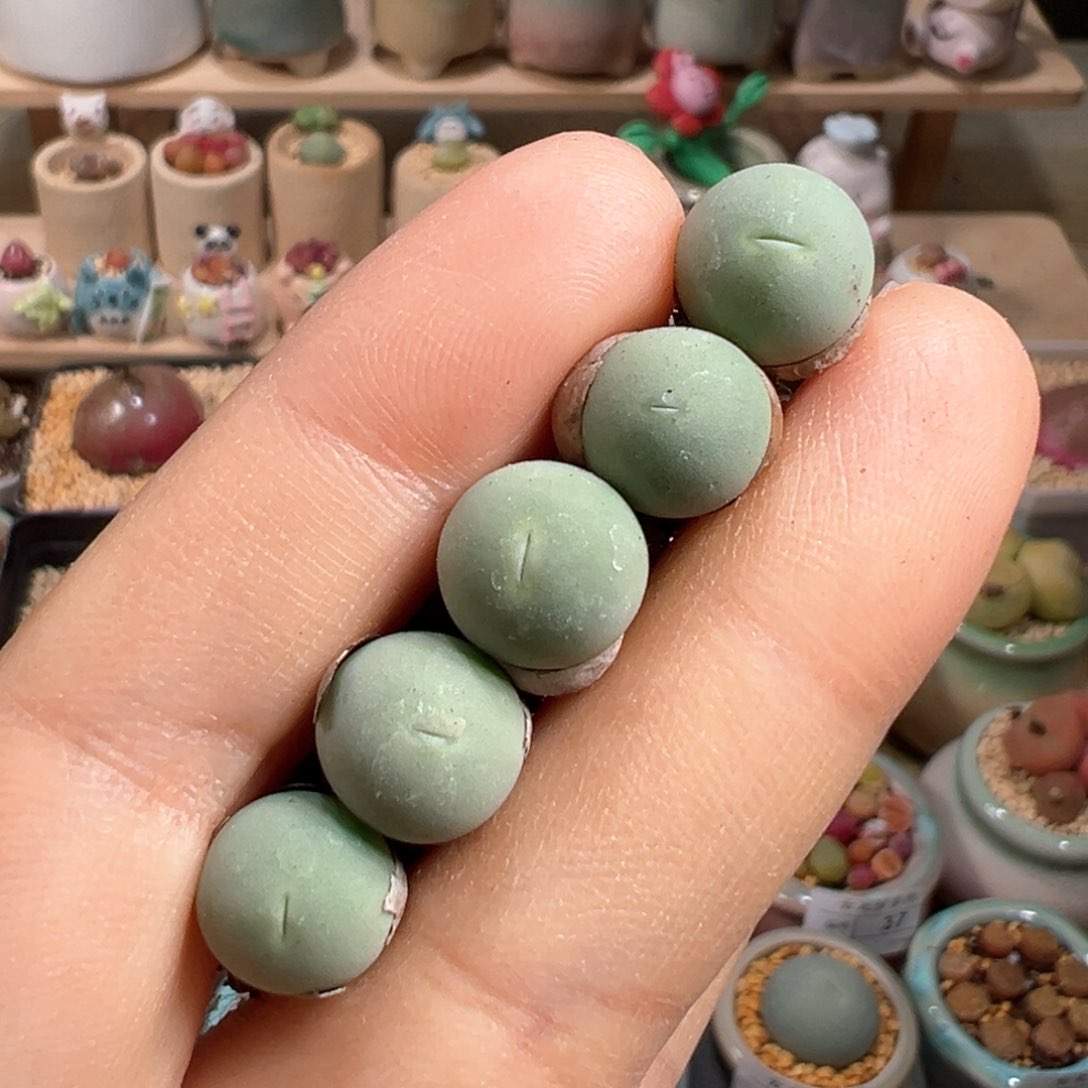 多肉植物66号鸽子蛋