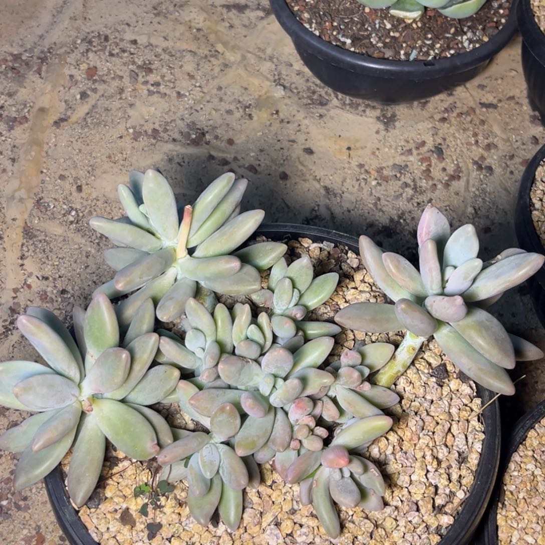 白兰迪大群005多肉植物