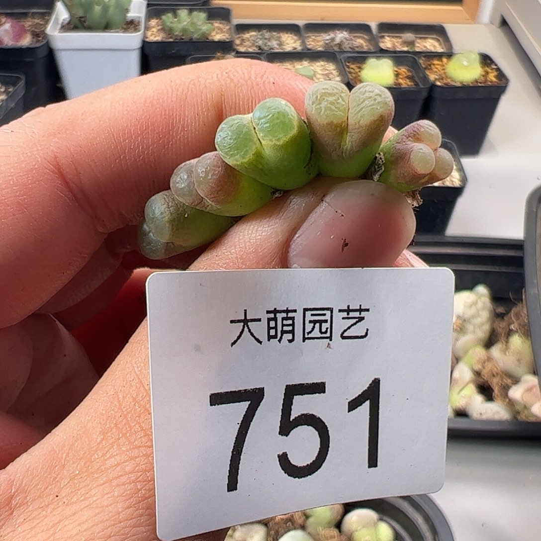 一物一拍。       751