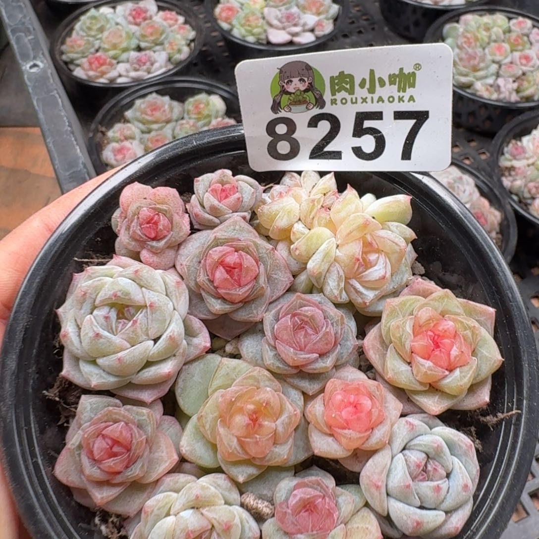 多肉植物多肉植物