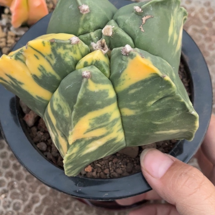 周***杨实生龟甲锦带盆发