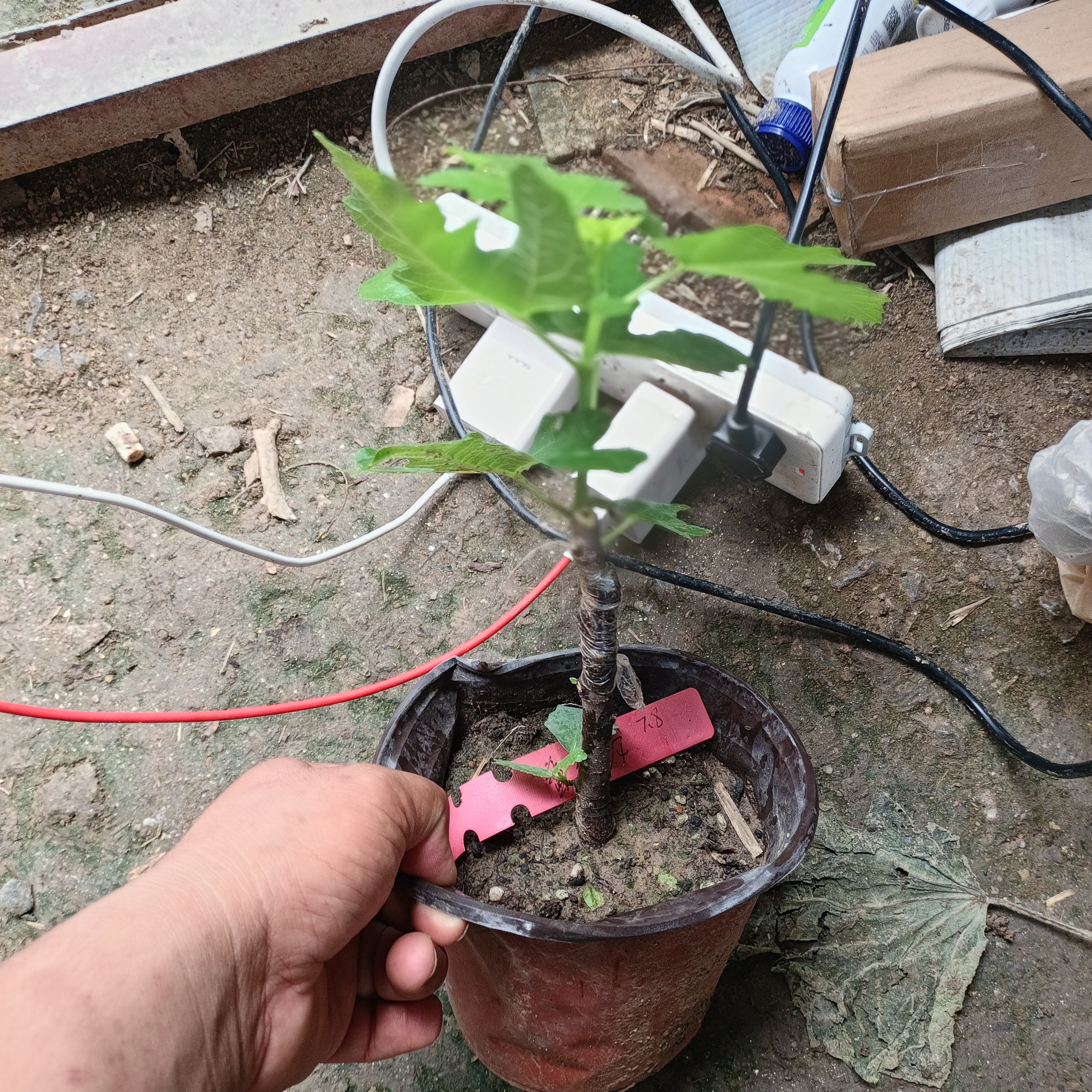 阿门斯香铁龙无花果树苗，嫁接苗