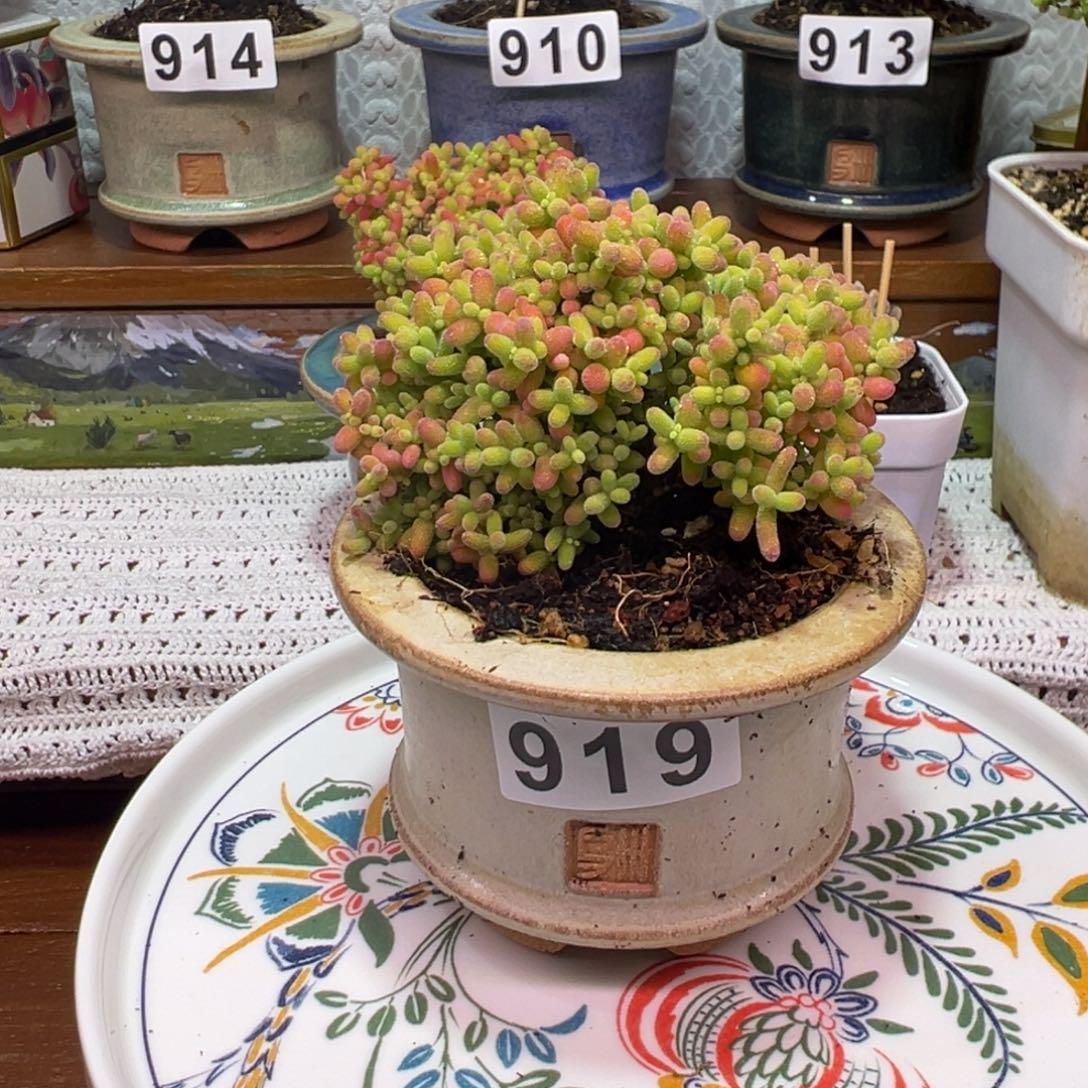 枝干番杏多肉植物919