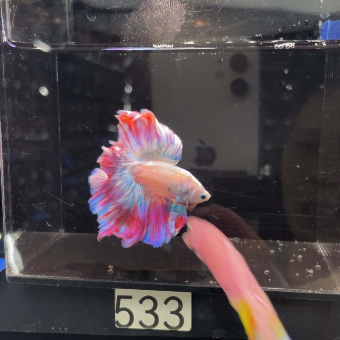 斗鱼莫奈花园巨斗533